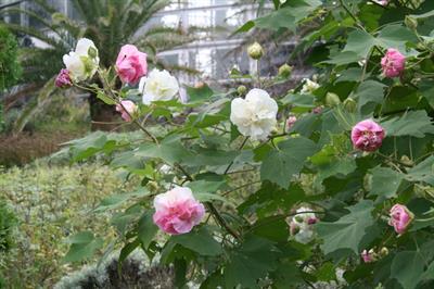 Hibiscus mutabilis